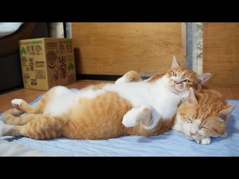 うずまき枕のぼー　251226 サムネイル