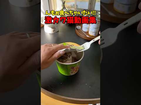 食べちゃってください😘 猫 cat cats cute サムネイル