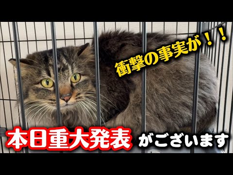 一昨日保護した長毛猫についてご報告があります サムネイル