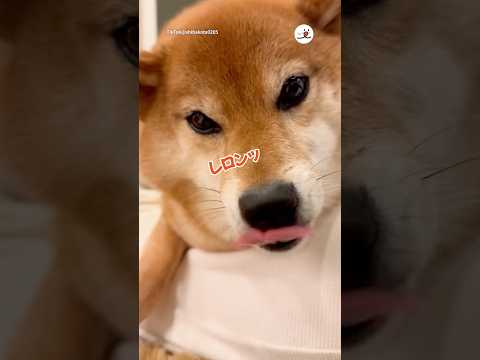 喋りながらレロンッを連発する柴犬｜PECO サムネイル