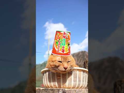 チャルメラカップ とり野菜みそラーメン　260427　のせ猫　 cat　 猫　 ねこ　 味噌ラーメン　 cute　 ラ… サムネイル