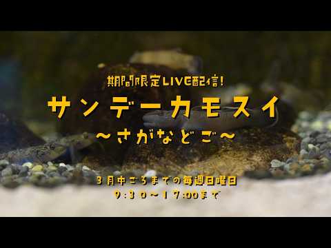 期間限定LIVE配信！ サンデーカモスイ ～さがなどご～ サムネイル