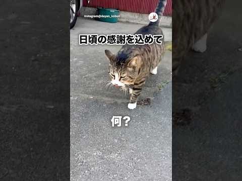 🐱「日頃お世話になっているので…」｜PECO サムネイル