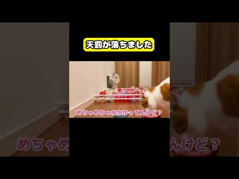 水風船チャレンジしたら天罰が落ちました　猫 おもしろ アテレコ ニャンチューバーつくし サムネイル