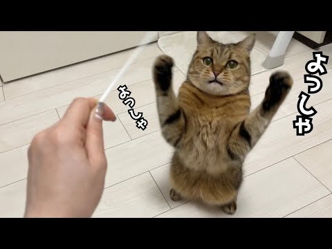 ある出来事を精一杯にお祝いする猫が可愛すぎた… サムネイル