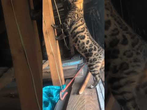 ベンガル猫shorts funny catすずめが屋根裏にミャク子1歳 サムネイル