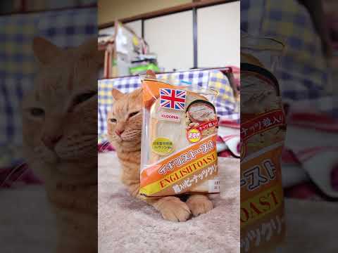 イギリストースト（粒入りピーナッツクリーム）　260225　のせ猫　 cat cute ねこ　 猫のいる暮らし ネコ… サムネイル