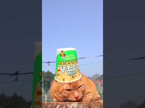 QTTA サワークリームオニオン味　260611　 cat のせ猫 cute　 QTTAサワークリームオニオン味 cu… サムネイル