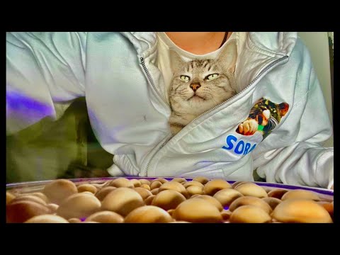 99%が5分で眠くなる😴 猫のゴロゴロ×Water Wood ASMR サムネイル