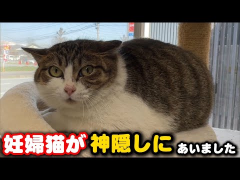 換気をした後に妊婦猫が行方不明になりました サムネイル