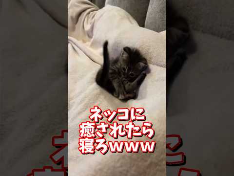 ネッコの動画で癒されたら寝ろｗｗｗ　2ch  動物  猫 癒やし ねこ動画