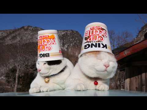 こたつのねこたちLIVE配信　　2026年4月4日 サムネイル