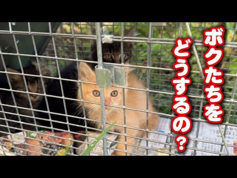 母猫に置き去りにされた子猫を保護しました