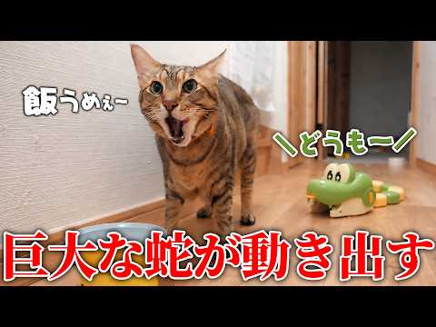 【ドッキリ】猫たちの後ろで巨大な蛇が動き出して大パニックにwww