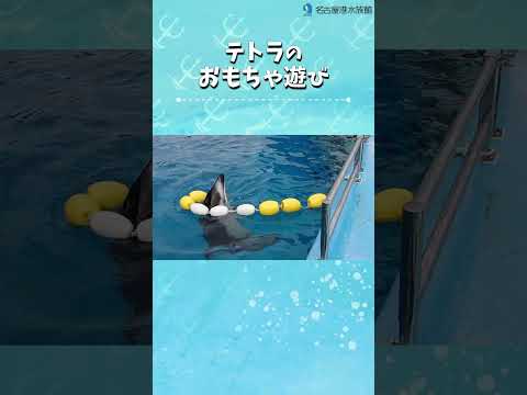 テトラのおもちゃ遊び 名古屋港水族館　shorts 　カマイルカ サムネイル