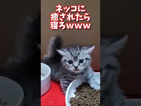 ネッコの動画で癒されたら寝ろｗｗｗ　2ch  動物  猫 癒やし ねこ動画 サムネイル