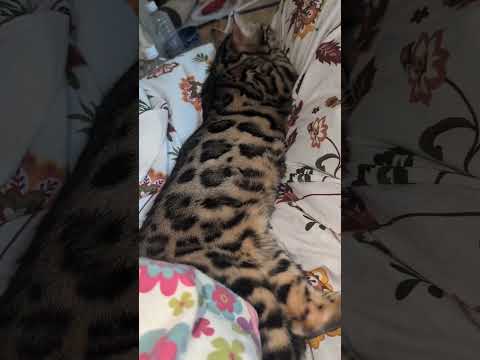 ベンガル猫shorts funny vcat猫ミャク子ベンガル サムネイル