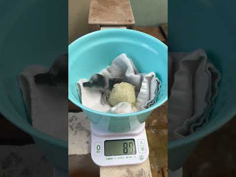 3/18ふ化🐣フンボルトペンギン サムネイル