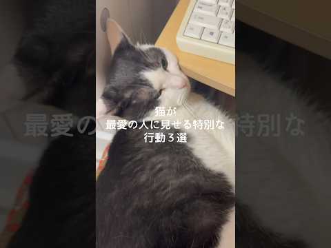 猫が最愛の人に見せる特別な行動3選 猫 ねこ 猫好きさんと繋がりたい 猫のいる暮らし 保護猫 雑学 豆知識 VOICE…