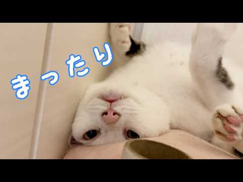おもしろすぎるポーズでくつろぐ猫チロさんｗ サムネイル