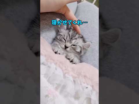 猫さんいつもありがとう🙇
