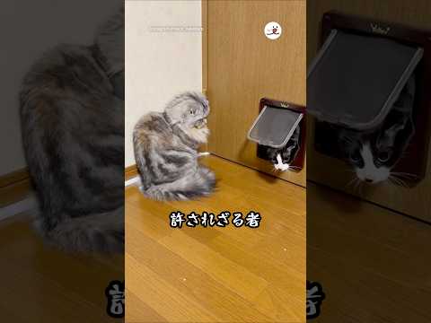 許される者と許されざる者｜PECO サムネイル