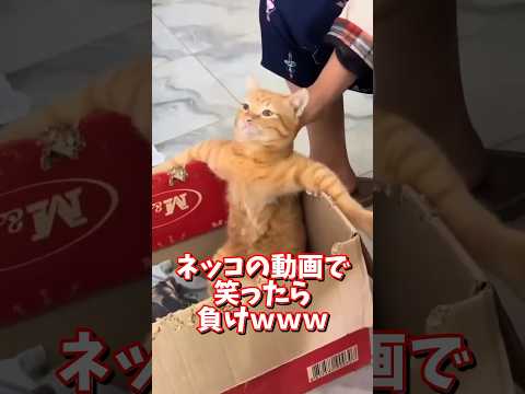 ネッコの動画で笑ったら負けｗｗｗ　2ch  動物  猫 癒やし ねこ動画 ねこ
