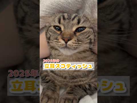 【2025年】可愛すぎるﾌﾟﾁたぬき総集編!! cat 猫 サムネイル