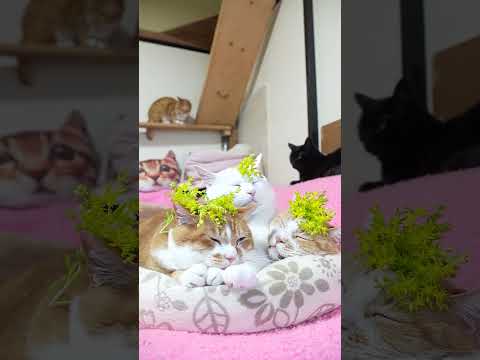 マンネングサ 260719 cat のせ猫 cute kitten マンネングサ ねこ