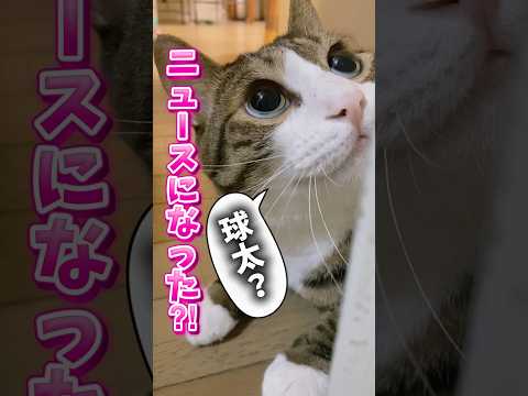 控えめな猫cats shorts 球太 サムネイル