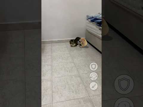 Whats the dog doing サムネイル