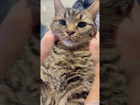 もふもふ猫、ママにおやつで誘惑される...笑 cat 猫 サムネイル