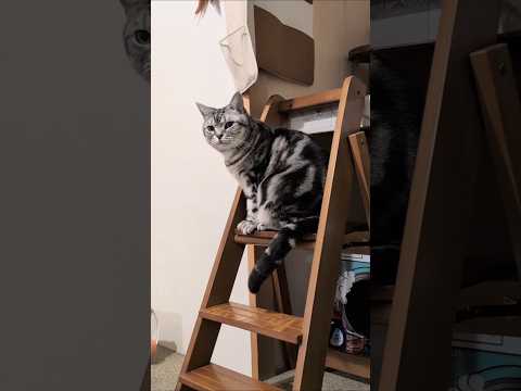 アメショーのラッテ アメショ アメリカンショートヘア 猫と暮らす家猫との暮らし猫 サムネイル
