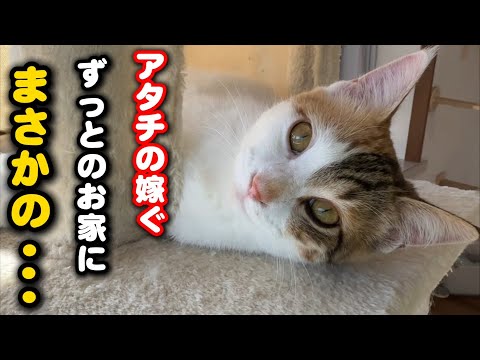 【初公開】保護猫が嫁ぐ里親様宅にはまさかの猫が暮らしてます