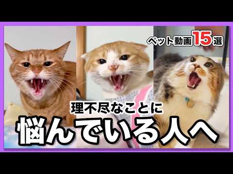 【今日、嫌な思いをした人へ】猫社会もまぁまぁ理不尽だった🤣 15選|PECO