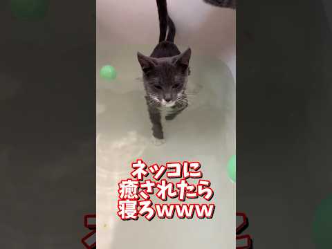 ネッコの動画で癒されたら寝ろｗｗｗ　2ch  動物  猫 癒やし ねこ動画 サムネイル