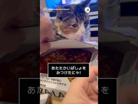 ここすごく暖かいぞ！🍕｜PECO サムネイル