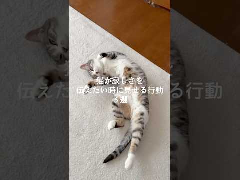 猫が寂しさを伝えたい時に見せる行動3選 猫 ねこ 猫のいる暮らし 保護猫 猫動画 猫好きさんと繋がりたい 雑学 豆知識… サムネイル