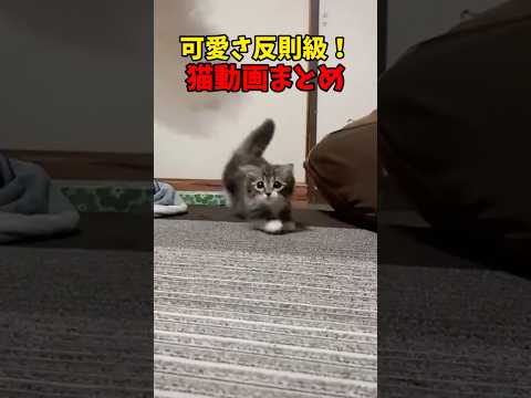 話題のチート級可愛さ！癒し猫動画特集❤️
