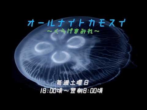 オールナイトカモスイ　～くらげまみれ～ 252 ミズクラゲ サムネイル