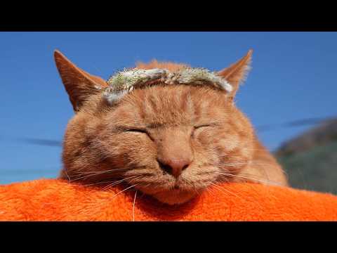 ねこやなぎの花まゆげ　のせ猫　260411 サムネイル