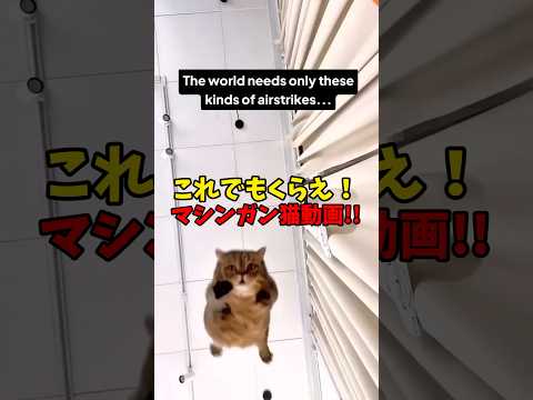 これでも食らえ！猫マシンガン！ 猫 cat cats cute サムネイル