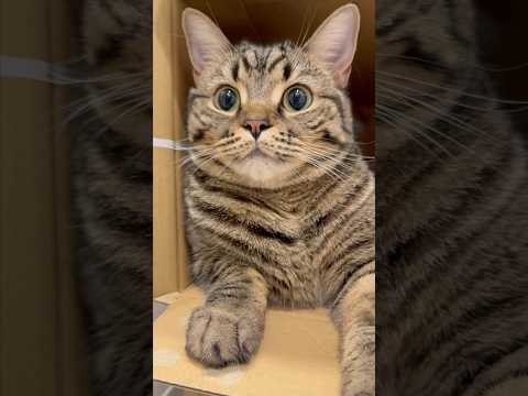 ダンボール大好きな猫たちと、ハイテンション飼主www cat 猫 サムネイル