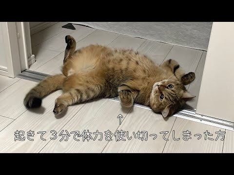 大暴れした後、約3分で力尽きてへそ天してしまう猫ww