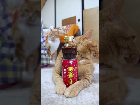 黄金の味 甘口　260509　 cat のせ猫 cute　 黄金の味  kitty ネコ　 cutecat 焼肉 エバ… サムネイル