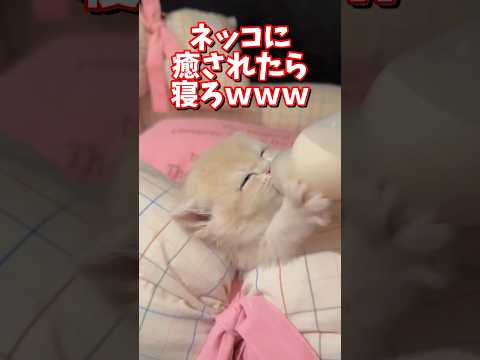 ネッコの動画で癒されたら寝ろｗｗｗ　2ch  動物  猫 癒やし ねこ動画 サムネイル