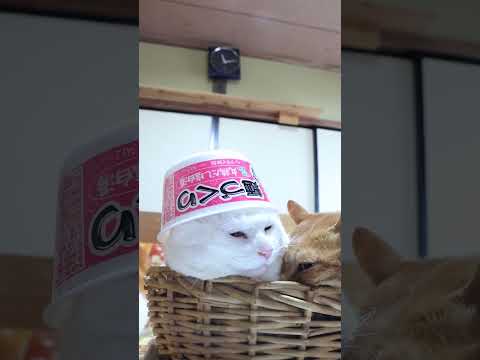 麺づくり 丸鶏だし塩白湯　260216　のせ猫　 cat cute ねこ　 猫のいる暮らし　 ネコ　 cutecat… サムネイル