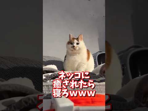 ネッコの動画で癒されたら寝ろｗｗｗ　2ch  動物  猫 癒やし ねこ動画