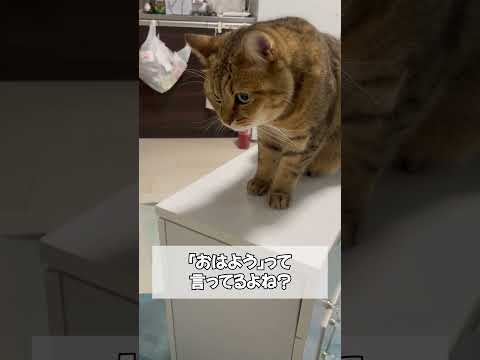 おはようと絶対に喋ったネコ サムネイル
