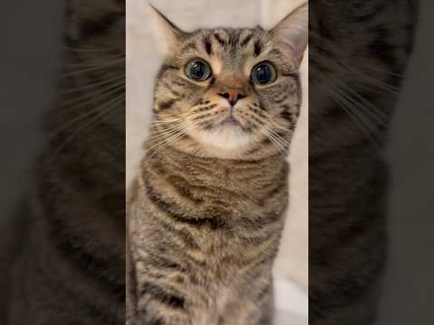お風呂に大集合する猫たちと、それを狙うパパwww cat 猫 サムネイル
